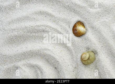 Sabbia, lumaca e conchiglia sulla spiaggia come sfondo. Grana sabbia. Sabbia marrone. Sfondo da sabbia fine. Foto Stock