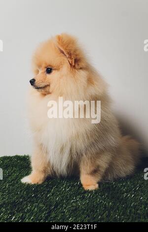 Portraite di cute puppy fluffy di spitz pomeranian. Piccolo cane sorridente su sfondo bianco Foto Stock