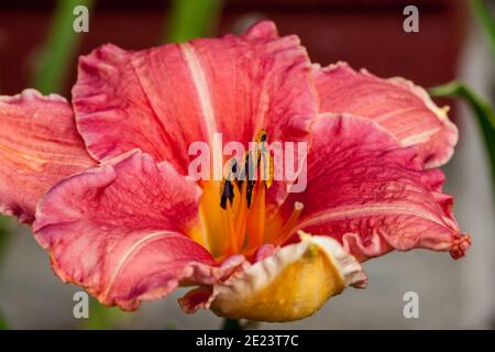 'Abbastanza Fancy", Daylily Daglilja (Hemerocallis) Foto Stock