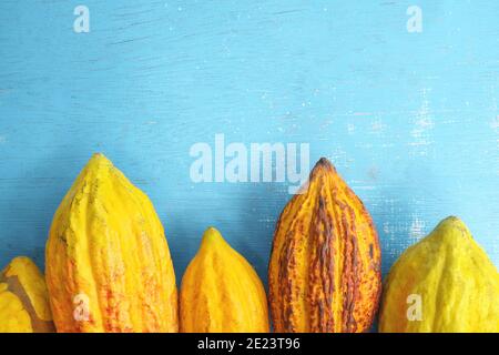 Bacche di cacao fresche e mature di colore giallo chiaro arancio o frutti di albero di teobroma cacao in piano su sfondo blu con spazio per la copia. Foto Stock