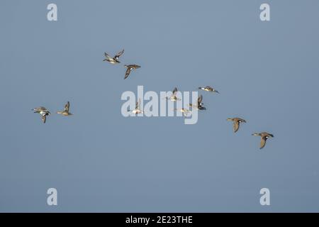 Le anatre degli escavatori settentrionali si affollano volando sulle zone umide Foto Stock