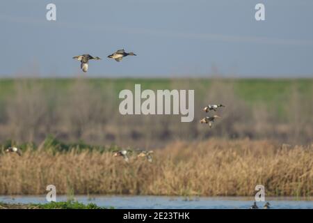 Le anatre degli escavatori settentrionali si affollano volando sulle zone umide Foto Stock