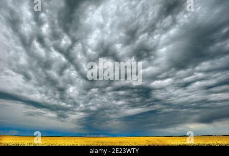 Un'immagine orizzontale di nubi di tempesta oscura su un campo di canola nell'Alberta meridionale del Canada. Foto Stock