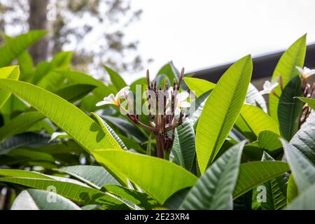 Plumeria frangipani albero a Sydney durante l'estate con gemme e fiori bianchi gialli, questi alberi sono molto popolari nei giardini domestici a Sydney, Australia Foto Stock