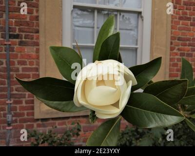 Immagine ravvicinata del fiore bianco di magnolia. Foto Stock