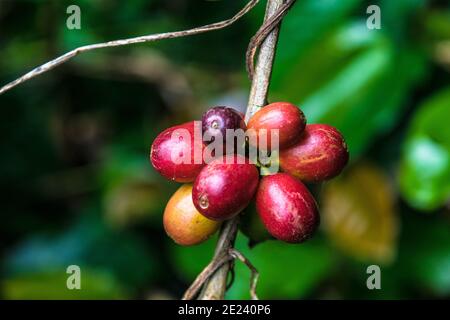 Fagioli di ciliegia di caffè crudi e maturi biologici freschi su albero, piantagione agricola nella parte meridionale dell'India. Foto Stock