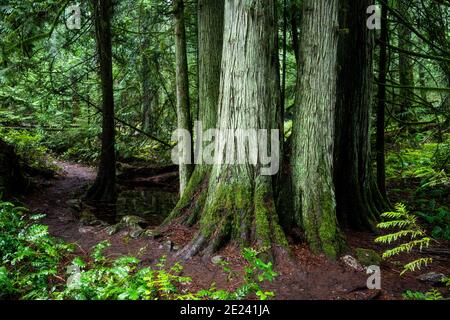 Foresta coperta in rosso occidentale sotto la luce del sole in John Dean Provincial Park Foto Stock