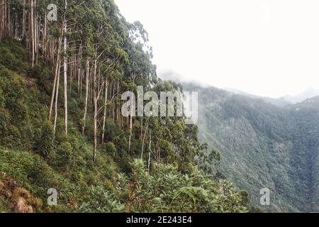 Bellissimo scatto di una montagna coperta di un pino foresta in una giornata di nebbia Foto Stock