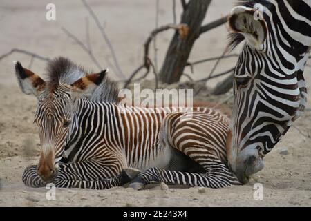 Grevy-Zebra, Tierpark Friedrichsfelde, Lichtenberg, Berlino, Germania Foto Stock