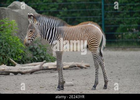 Grevy-Zebra, Tierpark Friedrichsfelde, Lichtenberg, Berlino, Germania Foto Stock