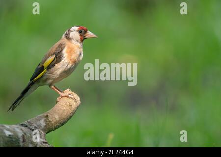 Goldfinch europeo, Carduelis carduelis. Primo piano in vista laterale, seduto su un ramo. Sfondo verde Foto Stock