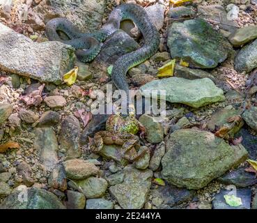 Colpo ad alto angolo di un serpente di erba che mangia una rana su terreno sassoso Foto Stock