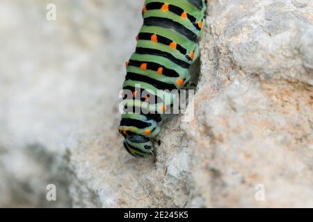 Primo piano di un bruco di una farfalla maltese a coda di rondine su superficie rocciosa Foto Stock