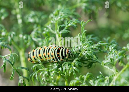 Primo piano di un bruco di una farfalla maltese a coda di rondine su foglie verdi Foto Stock