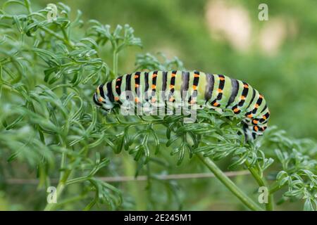 Primo piano di un bruco di una farfalla maltese a coda di rondine su foglie verdi Foto Stock
