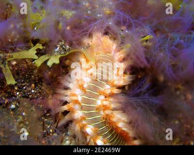 Bearded firewworm - un tipo di bearded beachewworm marino, subacqueo a El Hierro, isole Canarie Foto Stock