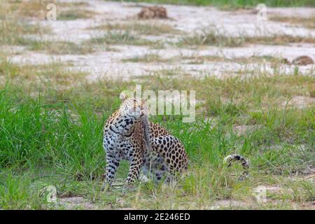 Leopardo (Panthera pardus). Seduto, con un prurito dietro l'orecchio. Graffiare usando una zampa posteriore della gamba, esprimendo soddisfazione dal grimace facciale. Behavi Foto Stock