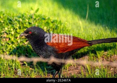 Il maggiore fagiano di corvo o coucal, è un grande membro non-parassita dell'ordine dei cucù degli uccelli, i Cuculiformi. Foto Stock