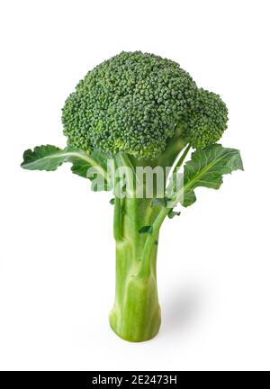 Broccoli verde isolato su sfondo bianco Foto Stock