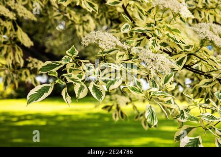 Cornus controversa variegata in fiore Foto Stock