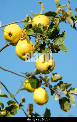 Mela cotogna 'Bereczki'. Cydonia oblona Bereczki. Frutta matura sull'albero imn all'inizio dell'autunno. Foto Stock