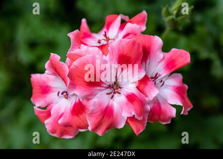 Fiori di geranio in un giardino Foto Stock