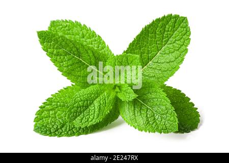 Di menta fresca di ciuffo isolato su sfondo bianco Foto Stock