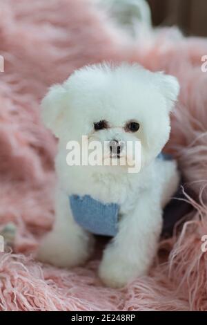 Adorabile cane bianco Bichon Frise seduto su sedia a casa. Gli interni della camera sono decorati con palloncini di compleanno. Può essere usato per il salone di cura, veterinario Foto Stock