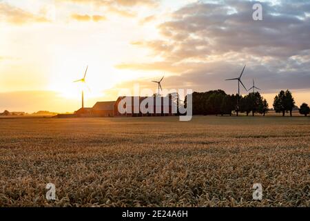 Campo di grano con edifici agricoli sullo sfondo Foto Stock