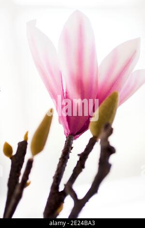 Close-up di rosa fiori di magnolia Foto Stock