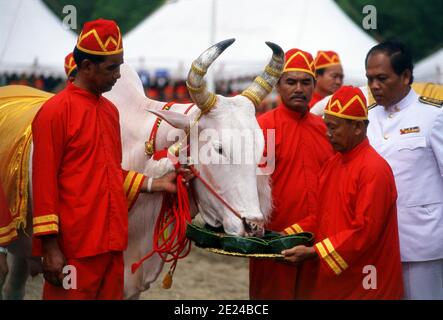 La cerimonia di aratura reale è un antico rituale Brahman che si tiene ogni anno a Bangkok a Sanam Luang di fronte al Grand Palace. L'evento si svolge per ottenere un inizio favorevole alla stagione di coltivazione del riso. I buoi bianchi sacri arano il campo di Sanam Luang, che viene poi seminato con semi benedetti dal re. I coltivatori poi raccolgono i semi per ripiantare nei loro propri campi. Questa cerimonia si svolge anche in Cambogia e Sri Lanka. Foto Stock