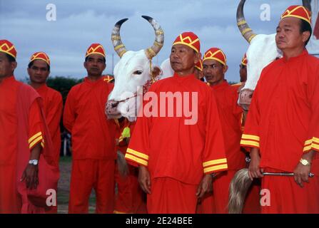 La cerimonia di aratura reale è un antico rituale Brahman che si tiene ogni anno a Bangkok a Sanam Luang di fronte al Grand Palace. L'evento si svolge per ottenere un inizio favorevole alla stagione di coltivazione del riso. I buoi bianchi sacri arano il campo di Sanam Luang, che viene poi seminato con semi benedetti dal re. I coltivatori poi raccolgono i semi per ripiantare nei loro propri campi. Questa cerimonia si svolge anche in Cambogia e Sri Lanka. Foto Stock