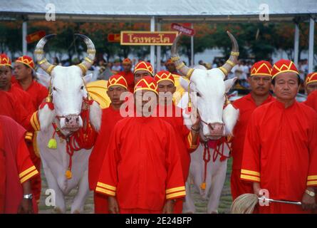 La cerimonia di aratura reale è un antico rituale Brahman che si tiene ogni anno a Bangkok a Sanam Luang di fronte al Grand Palace. L'evento si svolge per ottenere un inizio favorevole alla stagione di coltivazione del riso. I buoi bianchi sacri arano il campo di Sanam Luang, che viene poi seminato con semi benedetti dal re. I coltivatori poi raccolgono i semi per ripiantare nei loro propri campi. Questa cerimonia si svolge anche in Cambogia e Sri Lanka. Foto Stock