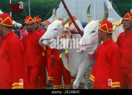 La cerimonia di aratura reale è un antico rituale Brahman che si tiene ogni anno a Bangkok a Sanam Luang di fronte al Grand Palace. L'evento si svolge per ottenere un inizio favorevole alla stagione di coltivazione del riso. I buoi bianchi sacri arano il campo di Sanam Luang, che viene poi seminato con semi benedetti dal re. I coltivatori poi raccolgono i semi per ripiantare nei loro propri campi. Questa cerimonia si svolge anche in Cambogia e Sri Lanka. Foto Stock