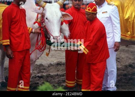 La cerimonia di aratura reale è un antico rituale Brahman che si tiene ogni anno a Bangkok a Sanam Luang di fronte al Grand Palace. L'evento si svolge per ottenere un inizio favorevole alla stagione di coltivazione del riso. I buoi bianchi sacri arano il campo di Sanam Luang, che viene poi seminato con semi benedetti dal re. I coltivatori poi raccolgono i semi per ripiantare nei loro propri campi. Questa cerimonia si svolge anche in Cambogia e Sri Lanka. Foto Stock