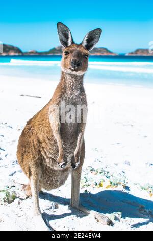 Un simpatico canguro su di una immacolata spiaggia di sabbia bianca nel Parco Nazionale di Cape le Greand, Australia Occidentale. Alle 8 del mattino, nessuno era in stato di essere Foto Stock