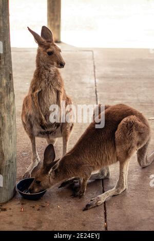 Due canguri assetati che bevono acqua da una ciotola Foto Stock