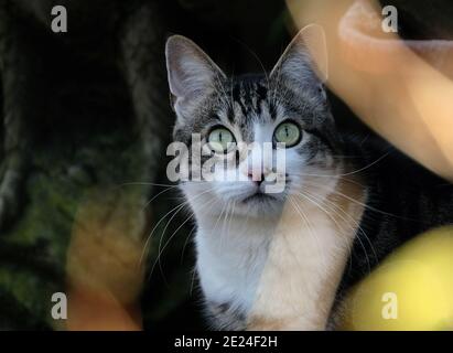 PET gatto in attesa in imboscata per uccelli e topi in giardino casa urbana. Foto Stock