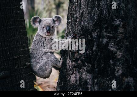 Koala primo piano seduto tra due alberi Foto Stock