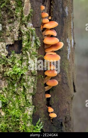 Vellutipi di flammulina, gambo di velluto Foto Stock