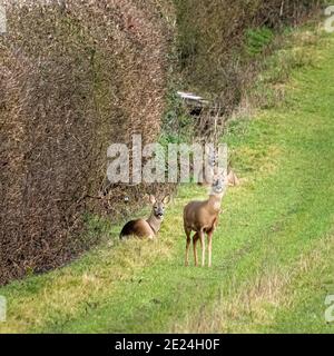 Giovane Roe Deer in campo Foto Stock