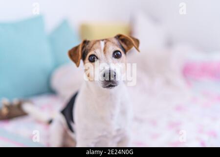 Cane che guarda la macchina fotografica, ritratto di Jack russell terrier in camera da letto pastello interno, fuoco morbido Foto Stock