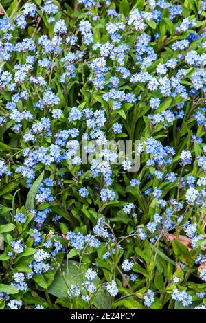 Forget me not ( myosotis sylvatica) una pianta fiorente primavera estate con un fiore blu primavera che si apre in aprile e maggio, foto stock Foto Stock