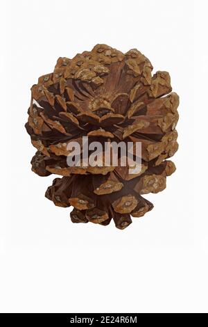 Pino pallida (Pinus palustris). Chiamato Southern Yellow Pine, Florida Pine e Georgia Pine anche. Incluso nell'Unione Internazionale per la conservazione di Foto Stock