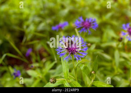 Bumblebee su fiore di mais in prato Foto Stock