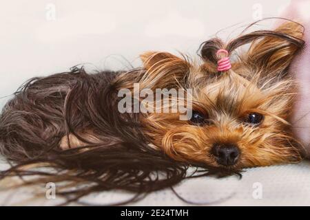 Primo piano di un terrier dello Yorkshire sdraiato su un divano Foto Stock