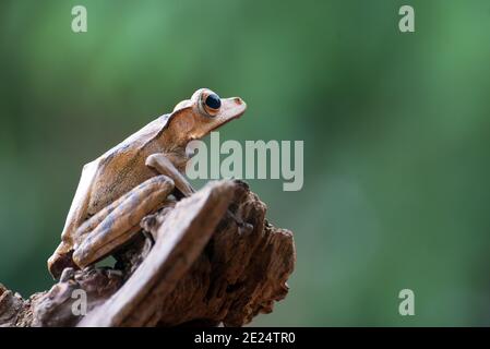 Borneo arava rana su un ramo, Indonesia Foto Stock