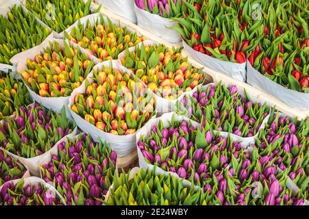 Assortimento di bouquet di tulipani colorati in un negozio di fiori Foto Stock