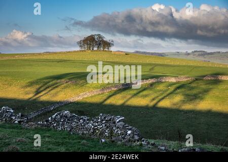 Il sole invernale nel tardo pomeriggio getta ombre di alberi di sicomoro su una collina vicino a Thorpe, Peak District National Park, Derbyshire Foto Stock