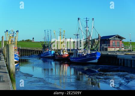 Barche da pesca e gamberetti nel vecchio porto di pesca, Dorum-Neufeld, bassa Sassonia, Germania, Europa Foto Stock